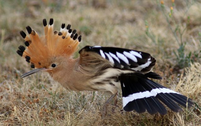 02/02/19 - Conférence « Oiseaux entre Loire et Maine »