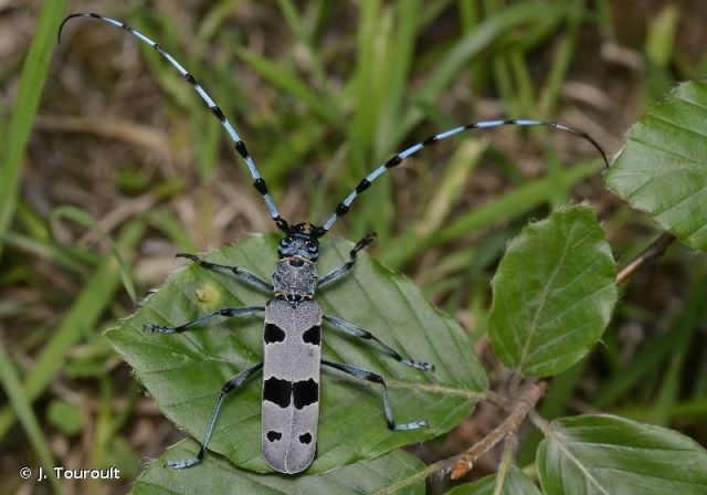 Un site régional pour bien identifier faune et flore