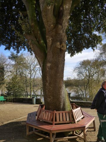 Label « Arbres remarquables » à Sainte Gemmes