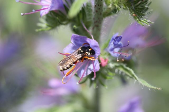 Anjou Nature, la revue des Naturalistes Angevins