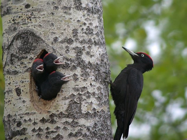 Oiseaux autour de l'île aux Chevaux