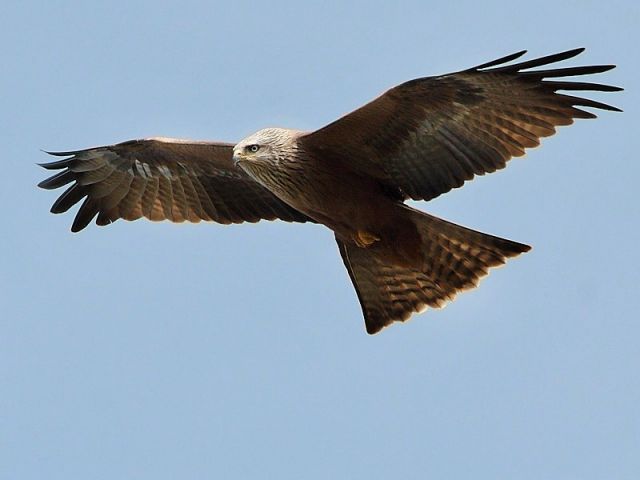 Oiseaux des prairies de la Baumette