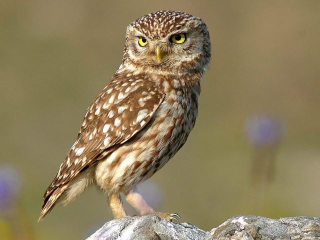 Oiseaux du bocage à frênes et ormes des deux vallées