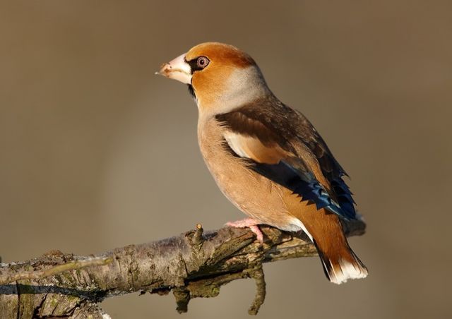 Oiseaux des parcs du Fresne et du Hutreau