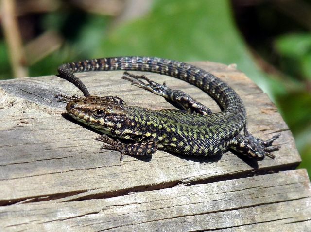 Lézards