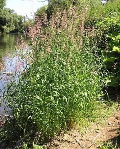 Berges de Maine et de Loire