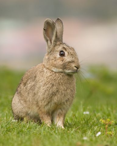 Les Lagomorphes