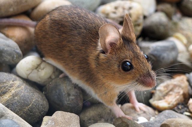 Les Rodentiens (Rongeurs)