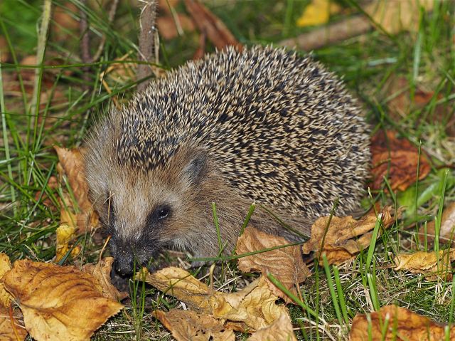 Les Erinacéomorphes (Insectivores)