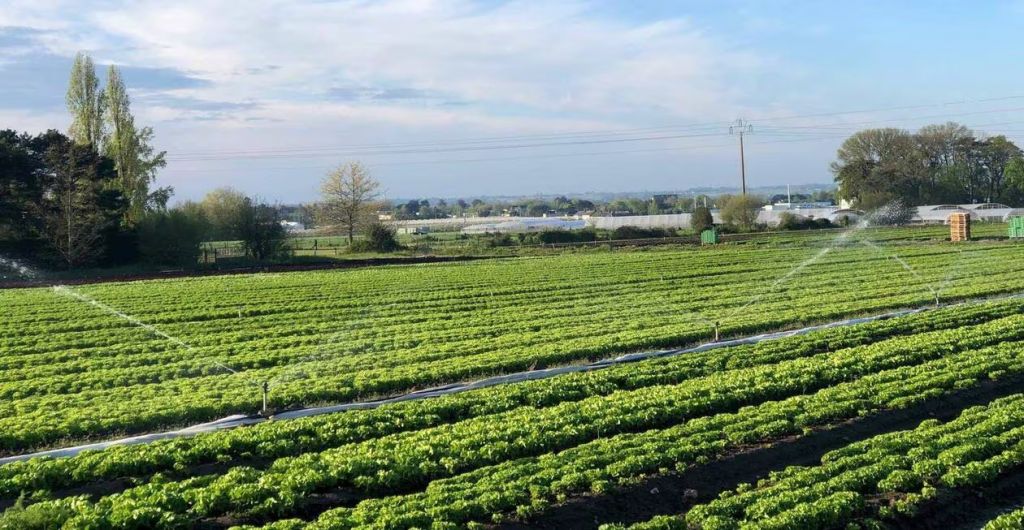 L’irrigation d’une culture de salades en plein champ, à Sainte-Gemmes-sur-Loire | Crédits OUEST-FRANCE