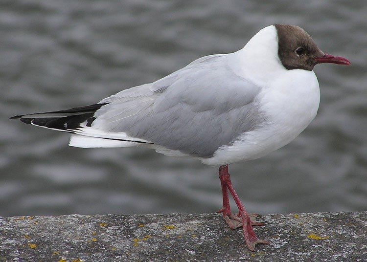 Mouette rieuse - Photo Adrian Pingstone