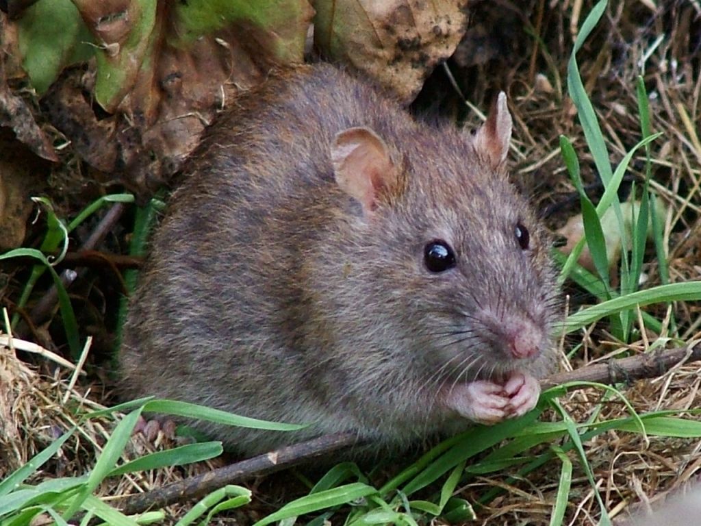 Les Rodentiens Rongeurs Le Camp De C sar Les Rodentiens Rongeurs Le Camp De C sar